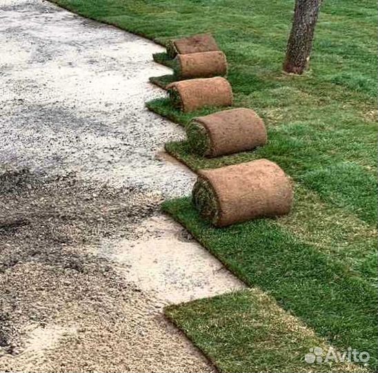 Рулонный газон