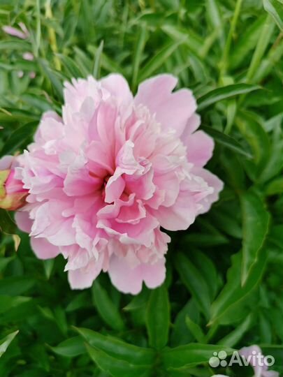 Цветы пионы