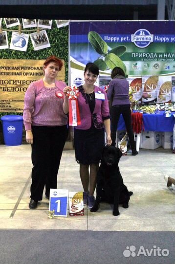 Лабрадор вязка