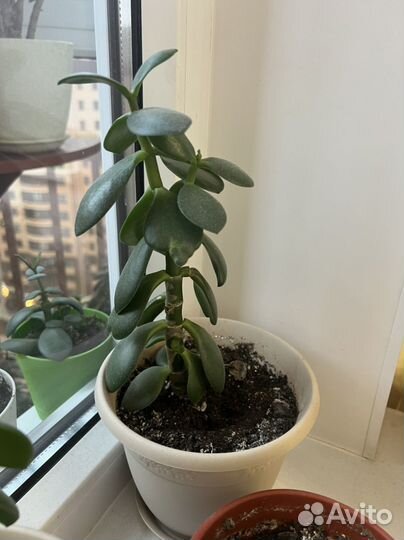 Денежное дерево (толстянка)
