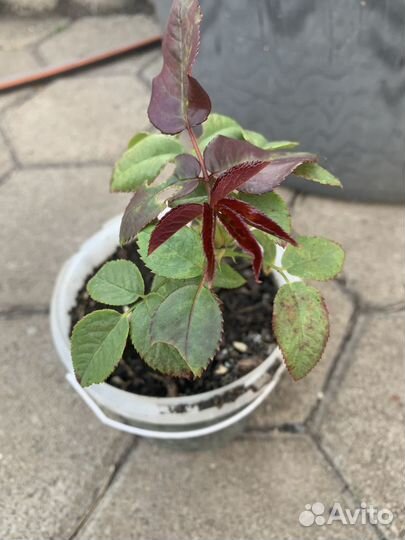 Викторя рассада