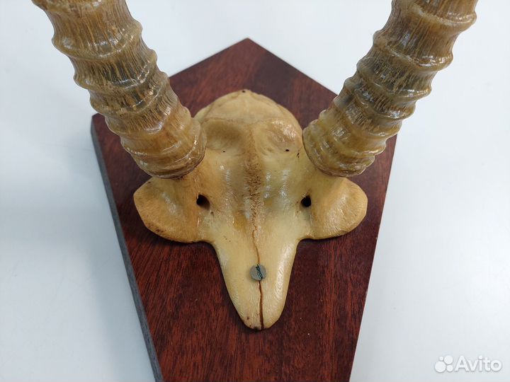 Рога сувенирные СССР настенные