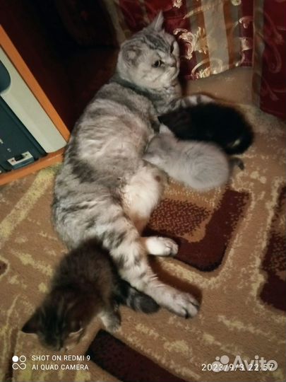 Британские котята