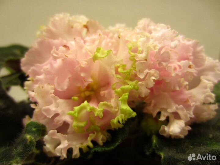 Сортовые коллекционные фиалки