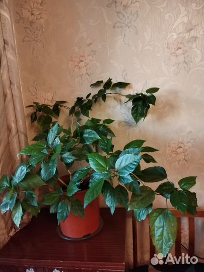 Комнатные растения