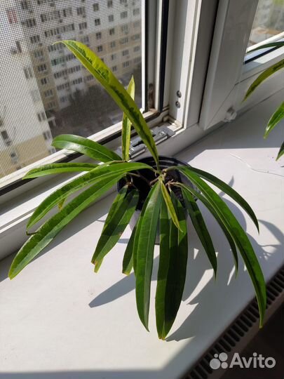 Фикус узколистный Amstel Gold