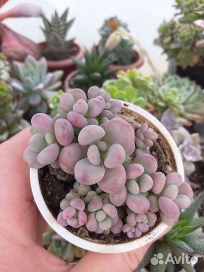 Пахифитум розовый