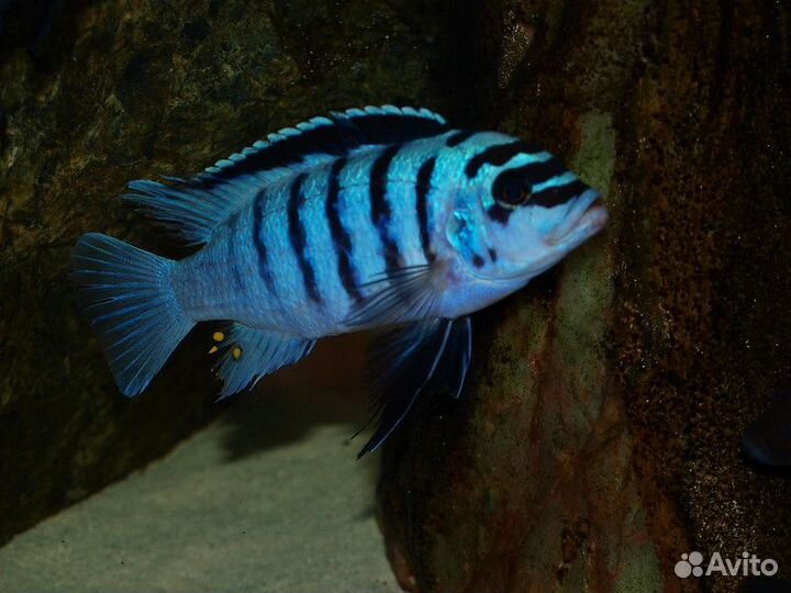 Яркие красочные аквариумные окуньки