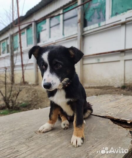 Милейший дружок ищет семью