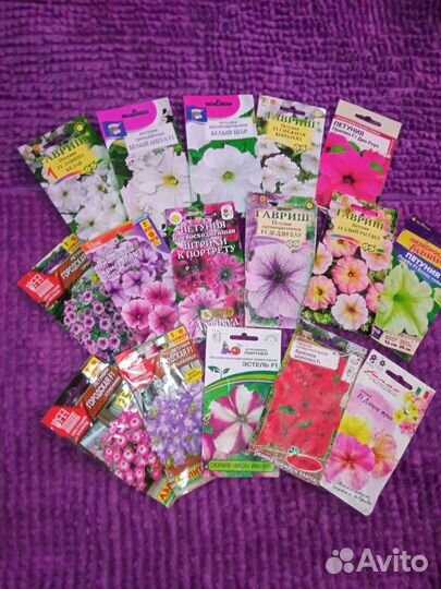 Рассада Петунии