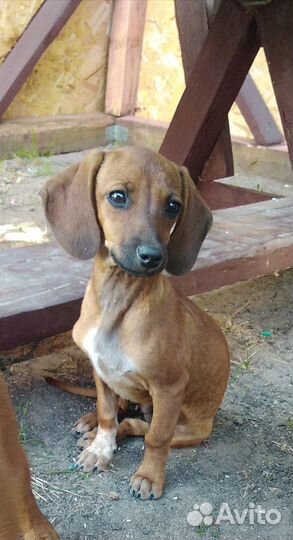 Отдам щенка Таксы в добрые руки