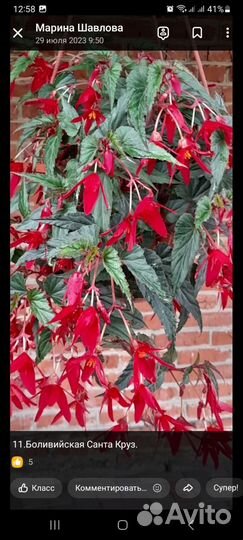 Бегонии Беллеконии