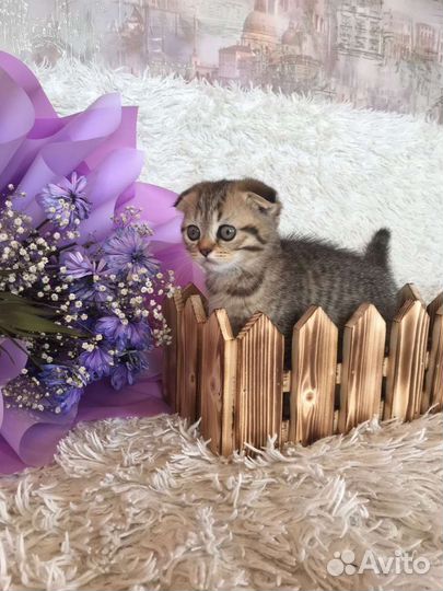 Шотландская