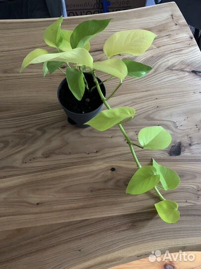 Сциндапсус эпипремнум neon неон лайм голден лотос