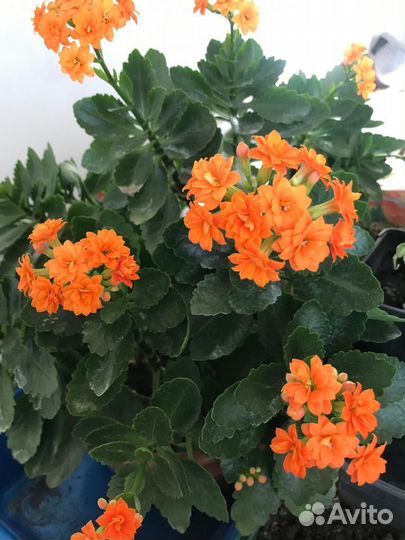 Комнатные цветы