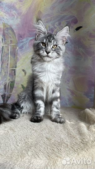 Мейн-кун серебряная кошечка