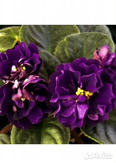 Набор фиалок