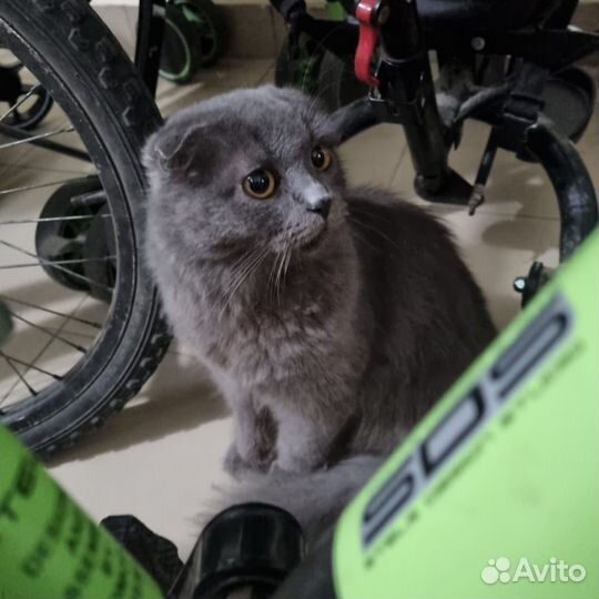 Шотландская