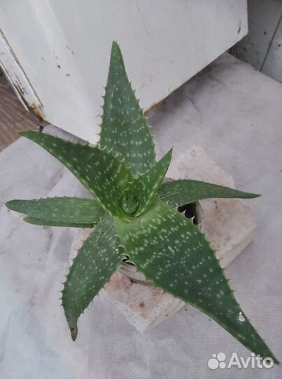 Алоэ и гипиаструм,сансевиерия