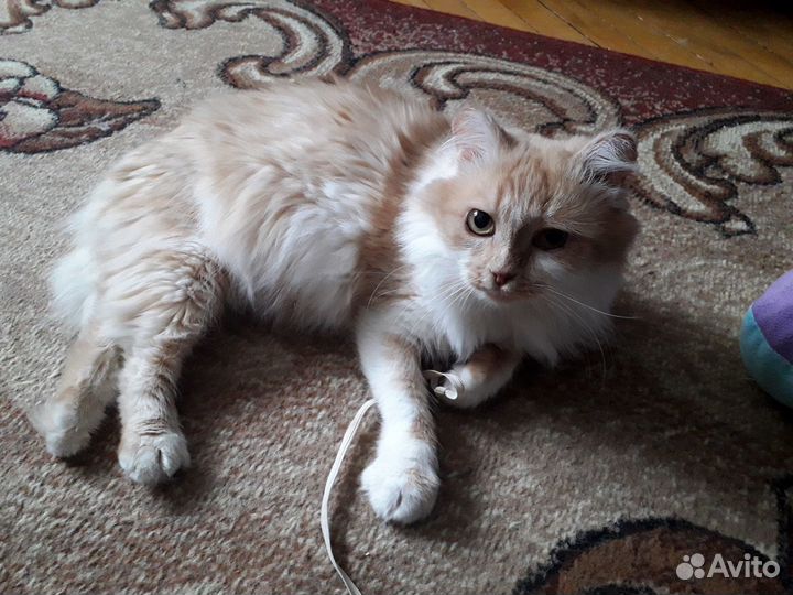 Кошка осталась без хозяйки