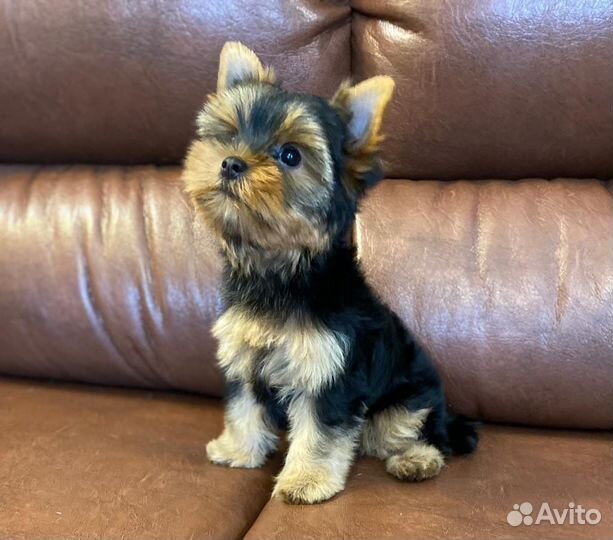 Йоркширский терьер