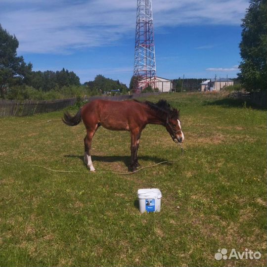 Лошадь жеребец