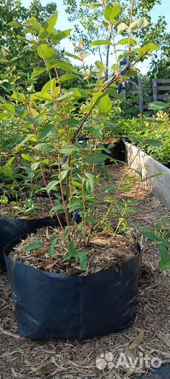 Саженцы жимолости