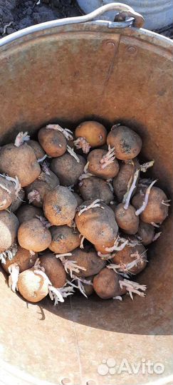 Семенной картофель