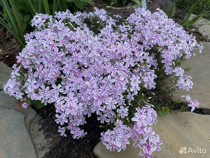 Многолетники для сада