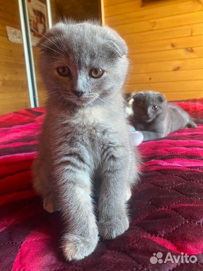 Шатланские вислоухие котята