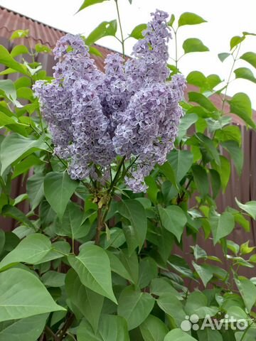 Сирень. Садовые цветы