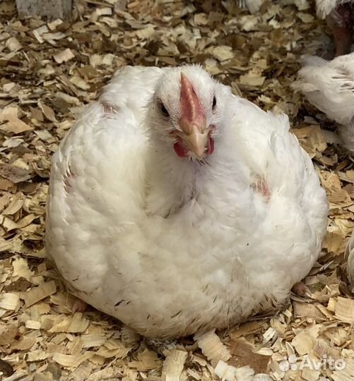 Куры бройлеры тушки мясо