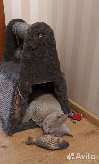 Кот Британец