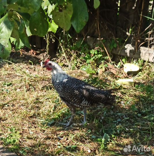 Петушки Брама, Легбар, рус. Хохлатый