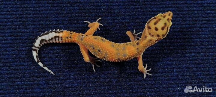 Леопардовые гекконы, Эублефары