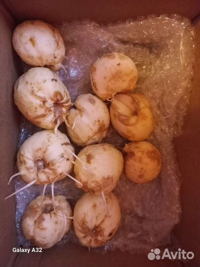 Луковицы Рябчика