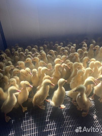 Муларды, гусята, индюшата, утята, бройлер, куры
