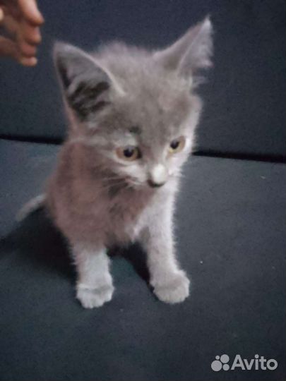 Отдам в хорошие руки