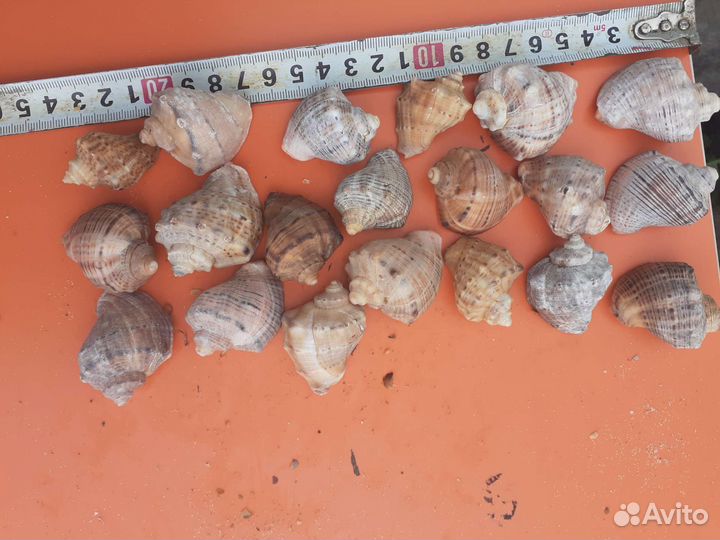 Морские ракушки