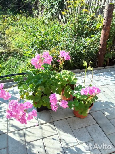 Пеларгония герань Сереневый тутан