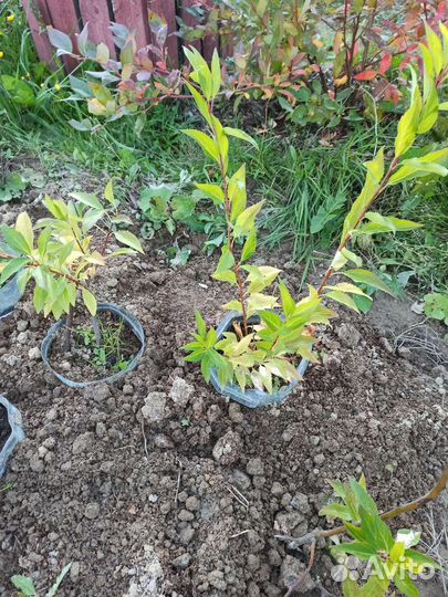 Форцизия саженцы