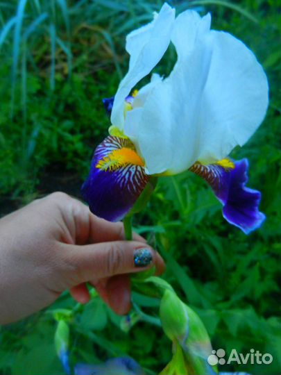 Ирис двуцветный 