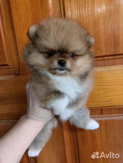 Без предоплат. Померанский шпиц мини девочки оранж