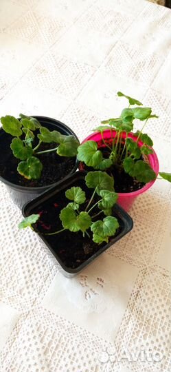 Пеларгония герань карлик