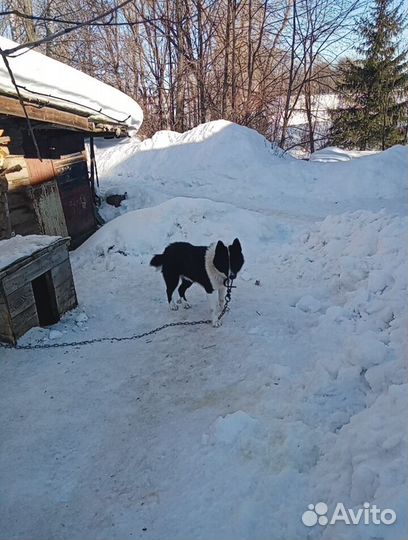 Домашние животные бесплатно собаки