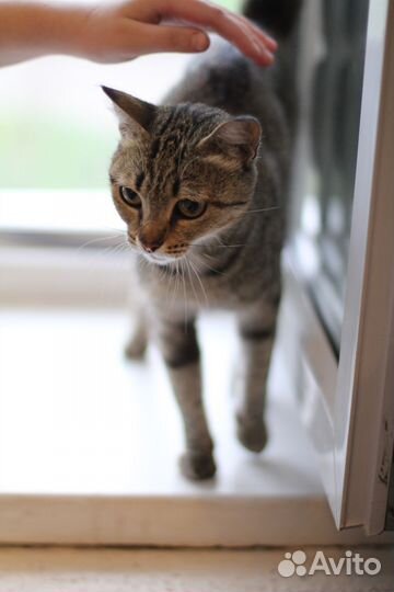 Кошка