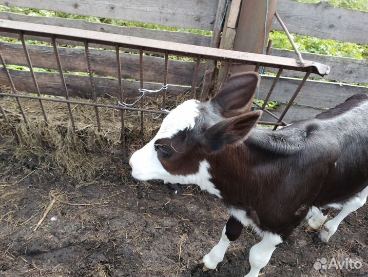 Коровы и телята