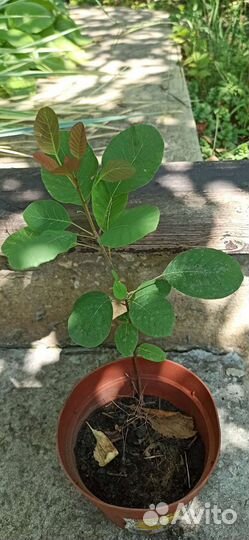 Скумпия кожевенная royal purple