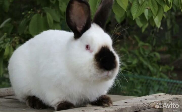 Калифорнийские кролики