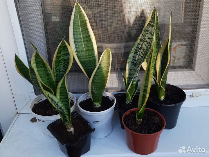 Сансевиерия с жёлтой полосой щучий хвост отростки